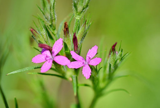 Raue Nelke - Dianthus armeria; Wegrand bei Karlsbad-Spielberg (G. Franke, 27.06.2024)