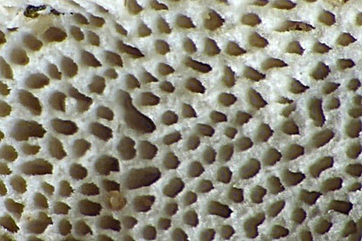 Bild 3 - Antrodia serialis-Poren (Foto: B. Miggel)