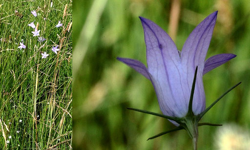 Rapunzel-Glockenblume - Campanula rapunculus; Wiesenrand bei Karlsbad-Spielberg (G. Franke, Juni 2022)