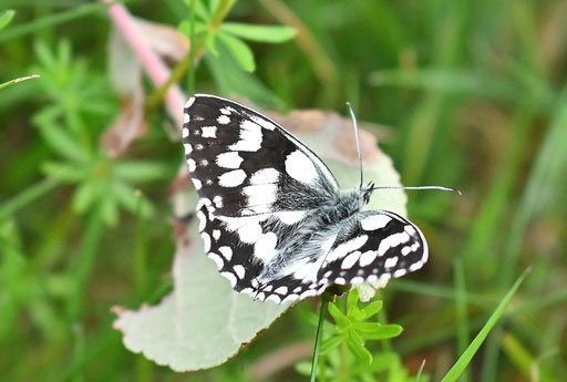 Schachbrettfalter - Wiese bei Karlsbad-Spielberg (G. Franke, 15.06.2025)