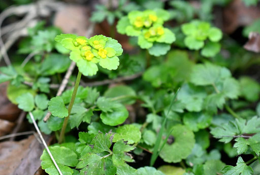 Wechselblättriges Milzkraut - Chrysosplenium alternifolium (G. Franke)
