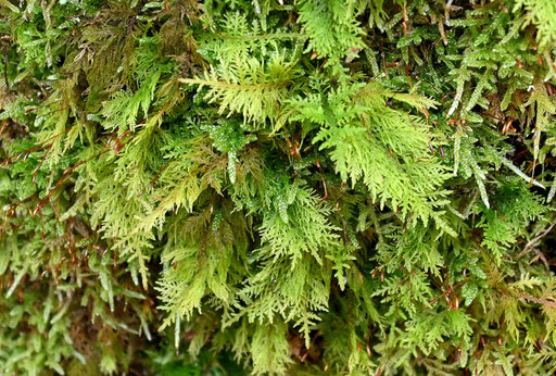 Tamarisken-Thujamoos - Thuidium tamariscum, Landkreis Karlsruhe