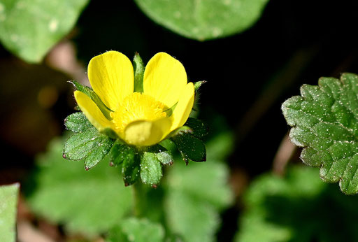 Blühende Indische Scheinerdbeere - Potentilla indica (G. Franke, 10.04.2024)