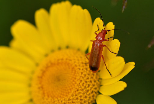 Roter Weichkäfer auf Blüten der Färber-Hundskamille bei Straubenhardt-Pfinzweiler (G. Franke, 02.07.2024)