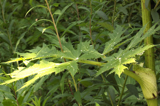 Riesen-Bärenklau - Heracleum mantegazzianum; Blätter (G. Franke, 12.06.2017)