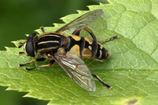 Gemeine Sumpfschwebfliege - Heliophilus pendulus; bei Karlsbad-Spielberg (G. Franke, 20.05.2023)
