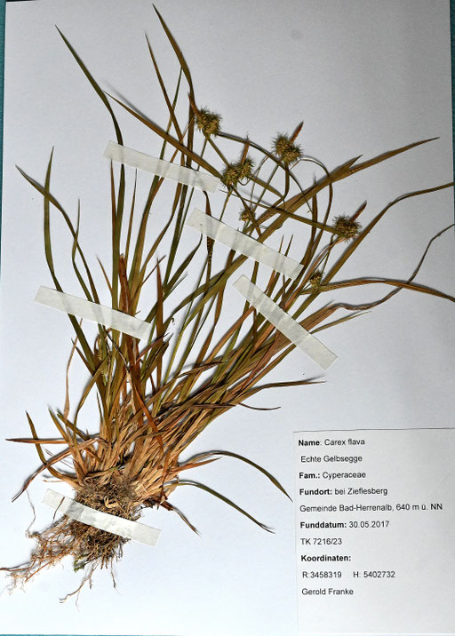 Echte Gelbsegge - Carex flava (G. Franke)