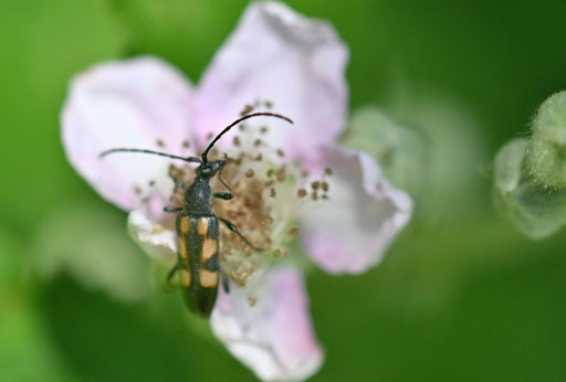 Gefleckter Halsbock - Anoplodera sexguttata; auf einer Brombeerblüte am Waldrand zwischen Pfinzweiler und Ittersbach (G. Franke, 17.06.2025)