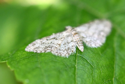 Feldahorn-Blütenspanner - Eupithecia inturbata (G. Franke, 26.06.2024, Karlsbad-Spielberg) vielen Dank für die Bestimmungshilfe bei iNaturalist