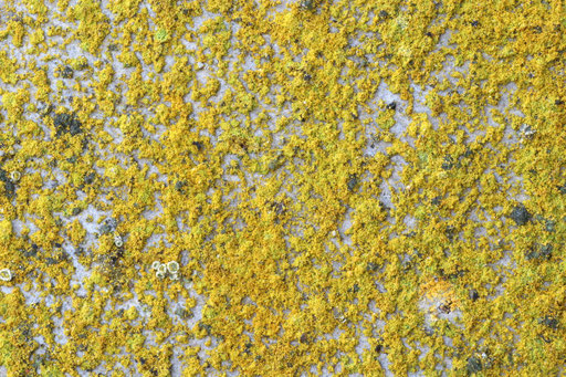 Weniger dicht überwachsenen Areal in hoher Auflösung. Die Becherchen im linken Bildteil gehören zu einer anderen Art, der Zerstreutfrüchtigen Kuchenflechte (Polyozosia dispersa). Foto: Bernd Miggel.