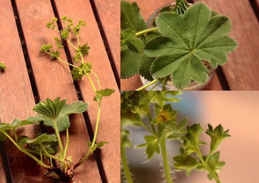 Artengruppe Gewöhnlicher Frauenmantel - Alchemilla vulgaris agg. (G. Franke)