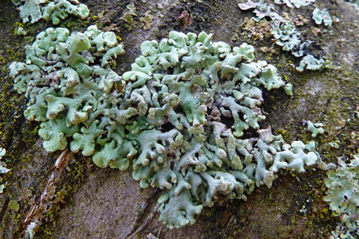 Thallus von Hypogymnia tubulosa, mit fingerförmigen, zylindrischen Loben, auf der glatten Rinde eines Süßkirschenastes. Foto: Bernd Miggel.