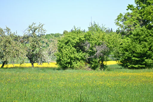 Waldrand zwischen Auerbach und Dietenhausen (G. Franke, 30.04.2025)