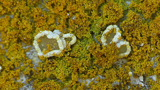 Apothecien mit weißem, leicht gekerbtem Rand und flacher, olivgrauer Scheibe. Foto: Bernd Miggel.