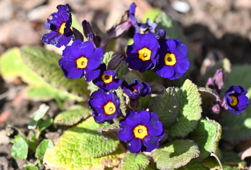 Züchtung der Stängellosen Schlüsselblume (G. Franke, 20.03.2025)