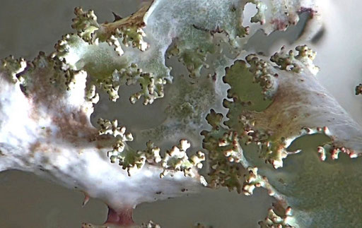 Bild 2 – Korallig isidiöser Lobenrand des untersuchten Thallus. Foto: Bernd Miggel.