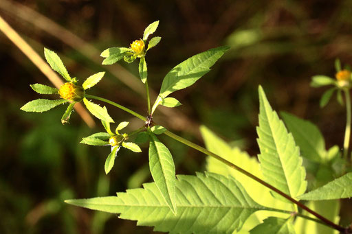 Dreiteiliger Zweizahn - Bidens tripartita; Waldwegrand bei Straubenhardt-Langenalb (G. Franke, 27.08.2020)