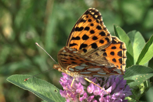 Kleiner Perlmuttfalter - Issoria lathonia; auf einer Brachfläche bei Karlsbad-Spielberg (G. Franke, 19.07.2023)