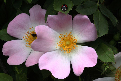 Hundsrose - Rosa canina; Gebüschstreifen bei Karlsbad-Spielberg (G. Franke, 25.05.2023)