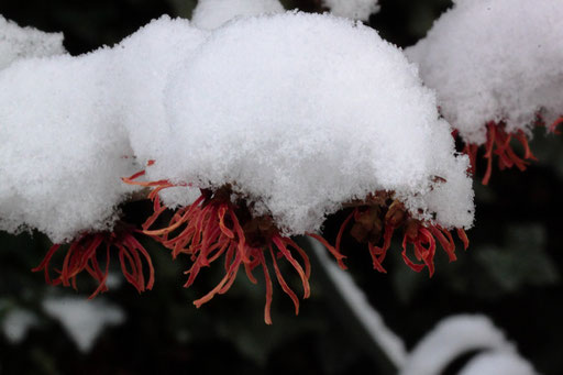 blühende Zaubernuss (Hamamelis sp.) im Schnee (G. Franke, 18.01.2023, Spielberg)