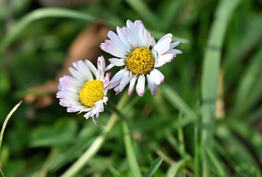 Ausdauerndes Gänseblümchen - Bellis perennis; auf der Gartenwiese - blüht bei frostfreiem Wetter fast ganzjährig (G. Franke, 07.01.2025, Karlsbad-Spielberg)