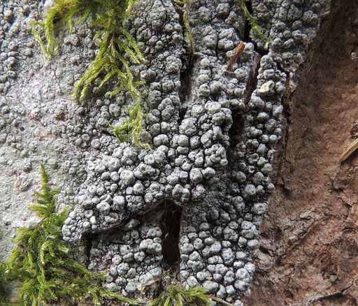  Rein graue Pertusaria pertusa auf Laubbaumrinde. Foto: Norbert Kühnberger.