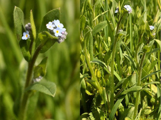 Acker-Vergissmeinnicht - Myosotis arvensis; Ackerrand bei Karlsbad-Langensteinbach (G. Franke, 14.05.2021)