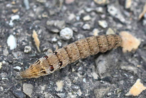 Raupe des Kleinen Weinschwärmers - Deilephila porcellus, überquert einen Feldweg bei Karlsbad-Spielberg (G. Franke, 21.07.2024)