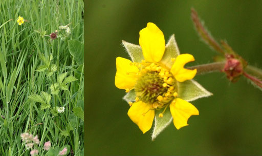 Echte Nelkenwurz - Geum urbanum; Wiesenrand bei Karlsbad-Spielberg (G. Franke, Mai 2022)