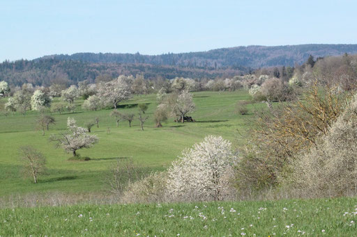 unterwegs im NSG "Pfinzquellen" bei Straubenhardt-Pfinzweiler (G. Franke, 22.04.2023)