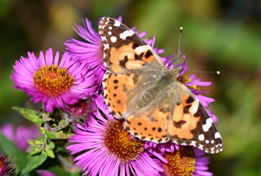 Distelfalter - Vanessa cardui; bei Karlsbad-Spielberg (G. Franke, 13.10.2024)