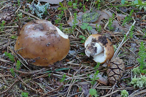 Bild 2 – Zwei Exemplare am Fundort, gedrungener Wuchs, olivbrauner Hut, weißliche Lamellen weißer Stiel. Fotos: Liss Hoffmann.