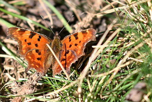 ein C-Falter am Waldwegrand zwischen Karlsbad-Spielberg und K.-Ittersbach (G. Franke, 05.03.2025)