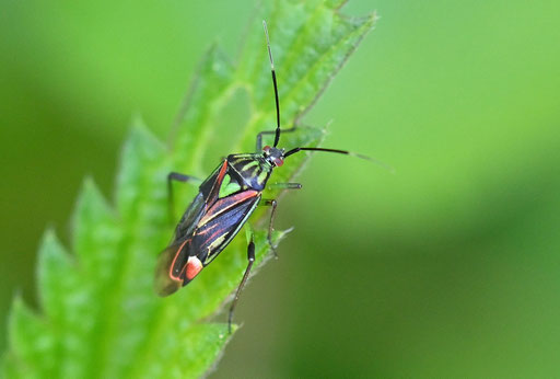 Schönrock - Actinonotus pulcher; eine Weichwanze - auf der Roten Liste von Deutschland als gefährdet aufgeführt; bei Karlsbad-Ittersbach (G. Franke, 10.05.2025)
