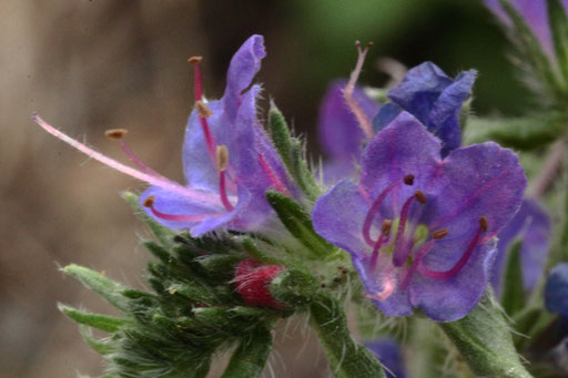 Gemeiner Natternkopf - Echium vulgare; bei Straubenhardt-Langenalb (G. Franke, 23.05.2018)
