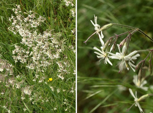 Nickendes Leimkraut - Silene nutans; Michaelsberg bei Untergrombach (G. Franke, 02.05.2018)