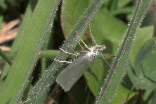 Weißer Graszünsler - Crambus perlella; Wiese bei Karlsbad-Spielberg (G. Franke, 15.07.2023) vielen Dank für die Bestimmungshilfe im Lepiforum