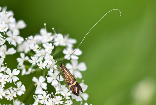 Ochsenheimers Langhornfalter - Nemophora ochsenheimerella; bei Dobel im Nordschwarzwald (G. Franke, 20.05.2025)