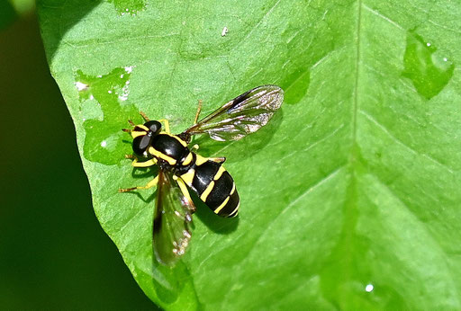 Xanthogramma pedissequum - Späte Gelbrandschwebfliege, weiblich,  ca. 10 mm lang; bei Karlsbad-Spielberg (G. Franke, 14.08.2024)