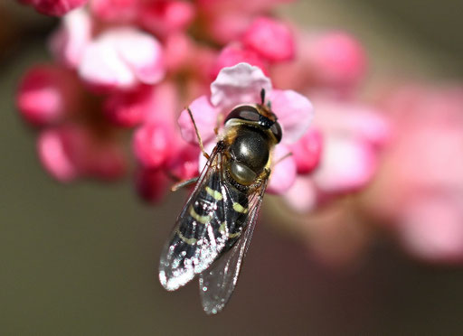 eine Frühe Großstirnschwebfliege (Scaeva selenitica) auf den Blüten des Winter-Schneeballs (G. Franke, 17.02.2024)
