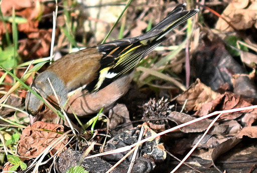 Buchfink im Garten (G. Franke, Karlsbad-Spielberg, 29.01.2025)