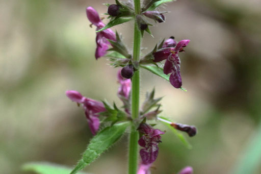 Wald-Ziest - Stachys sylvatica; im Waldprechtstal bei Freiolsheim (G. Franke, 03.06.2018)