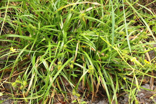 Aufsteigende Gelbsegge (Grünliche G.) - Carex demissa; bei Völkersbach (G. Franke, 05.06.2017)