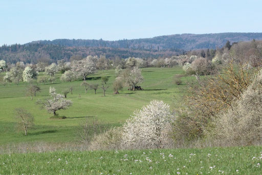 NSG "Pfinzquellen" bei Pfinzweiler (G. Franke, 22.04.2023)