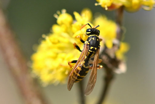 Feldwespe (G. Franke, 08.03.2025, Spielberg)