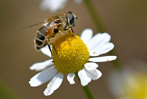 Kleine Keilfleckschwebfliege - Eristalis arbustorum; bei Karlsbad-Spielberg auf Kamillenblüten (G. Franke, 12.06.2024)
