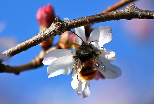 Gehörnte Mauerbiene auf einer Zierkirschenblüte (G. Franke, Karlsbad-Spielberg, 03.03.2024)