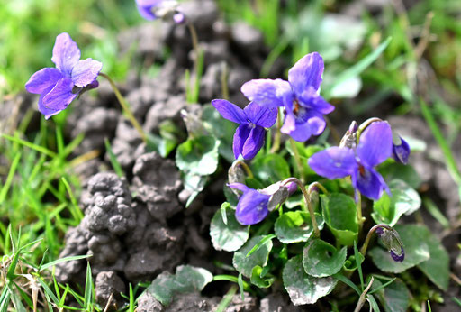 auf der Gartenwiese steht das März-Veilchen (Viola odorata) in voller Blüte (G. Franke, Karlsbad-Spielberg, 24.02.2024)