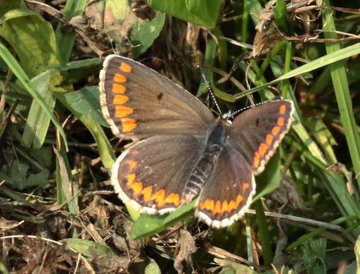 Kleiner Sonnenröschen-Bläuling - Aricia agestis; bei Karlsbad-Spielberg (G. Franke, 30.08.2023)