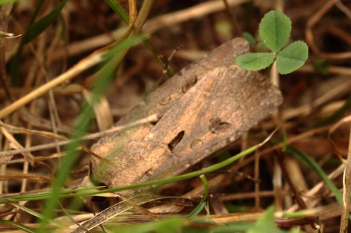 Ausrufungszeichen - Agrotis exclamationis; Streuobstwiese bei Karlsbad-Spielberg (G. Franke, 28.06.2023) Danke für die Bestimmungshilfe im Lepiforum